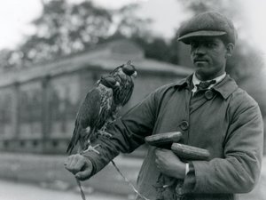 Deux faucons encapuchonnés perchés sur le bras de leur fauconnier au Zoo de Londres, juin 1923 - Frederick William Bond